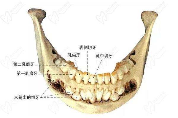 乳牙根与恒牙根的区别